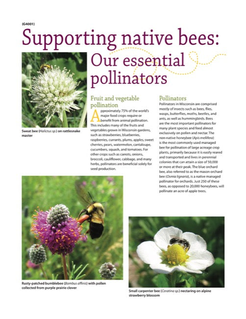 Supporting Native Bees: Our Essential Pollinators